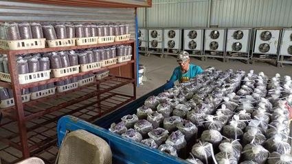 南方珍稀食用菌在甘肃省古浪县试种成功